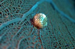 Flamingo Tongue Cowrie, Peter Island, British Virgin Isla... by Mark Smith 